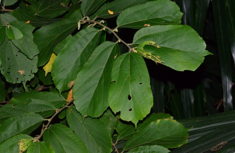 Cò Ke 2