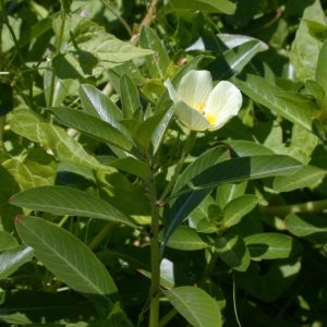 Cây giống rau dừa nước