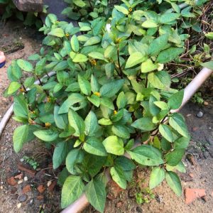 Cây giống cúc áo (đau răng, nhức răng, …)