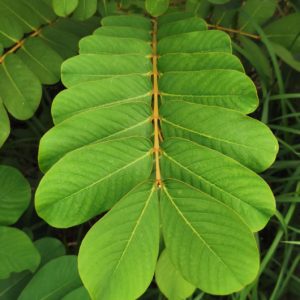 Cây giống muồng trâu (muồng lác, lác)