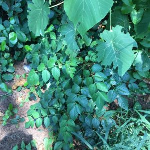 Cây giống sầu đâu rừng (cứt chuột, khổ sâm)