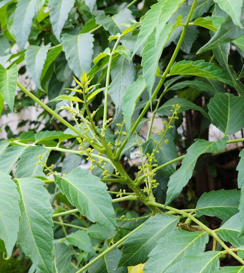 Sầu đâu Rừng 1