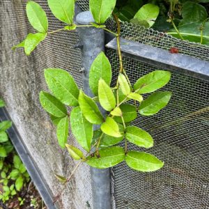 Cây giống xuyên tiêu (hoàng lực)