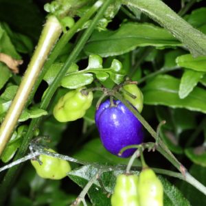 Cây giống hương bài (rẻ quạt)