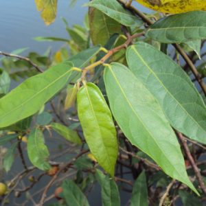 Cây giống vú bò