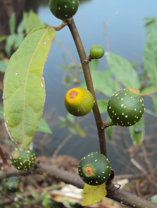 Vú Bò 1