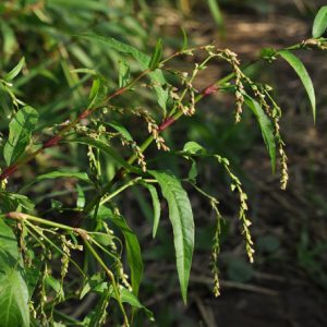 Cây giống nghể răm