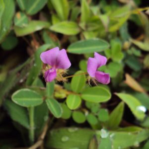 Cây giống hàn the