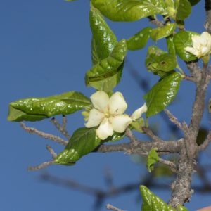 Cây giống găng tu hú (găng trâu)