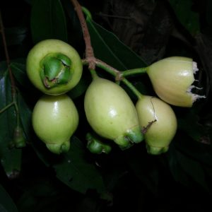 Cây giống mận lý