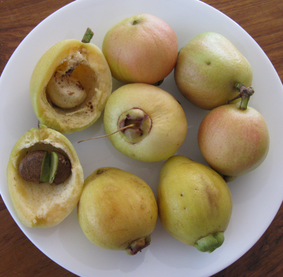 Mận Lý 2
