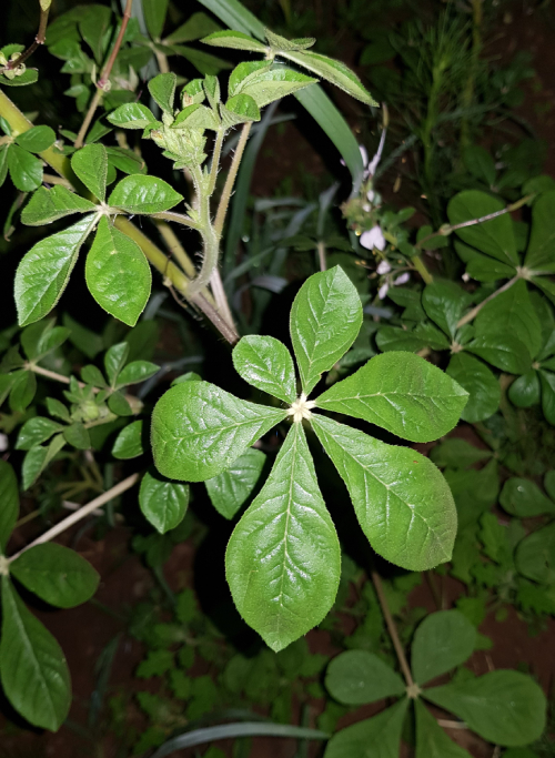 Mần Ri Trắng 2