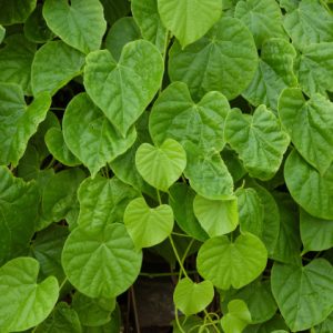 Cây giống dây cóc (dây ký ninh, dây thần thông)