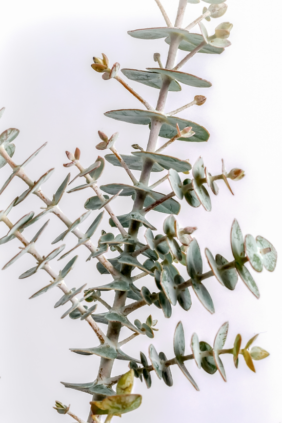 Eucalyptus Cinerea