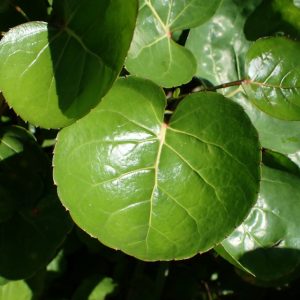 Chậu cây đinh lăng lá chén (đinh lăng đĩa)