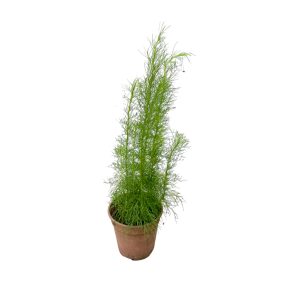 Cây thì là thân gỗ (ngải chổi)