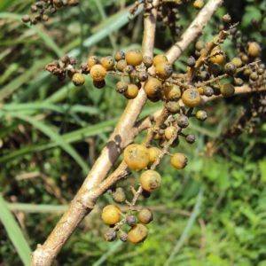 Cây đơn răng cưa (đơn nem Ấn Độ)