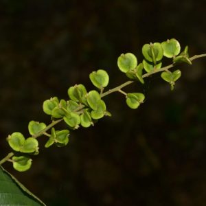 Cây dây đòn gánh