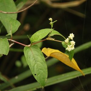 Cây thồm lồm (đuôi tôm, nghể Trung Quốc)