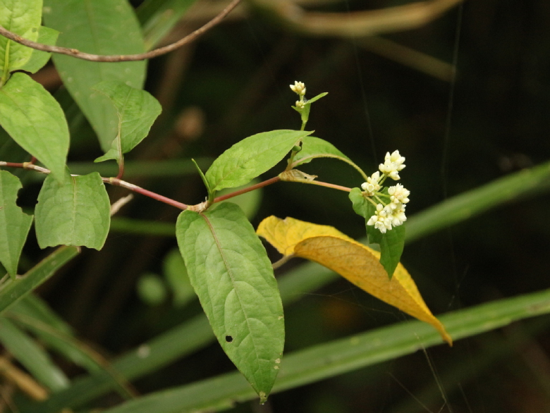 Thồm Lồm 3