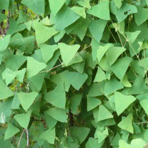 Cây rau má ngọ (nghể xuyên lá)