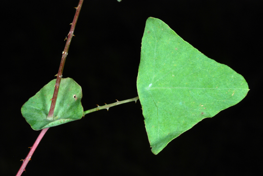 Rau Má Ngọ 5