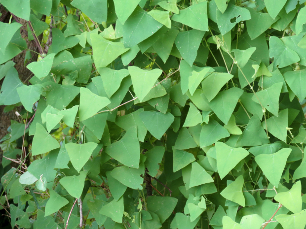 Rau Má Ngọ 2