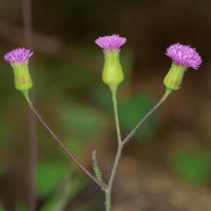 Cây rau má lá rau muống (rau chua lè)