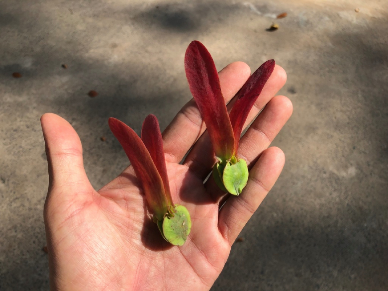 Dầu Rái Trắng 4