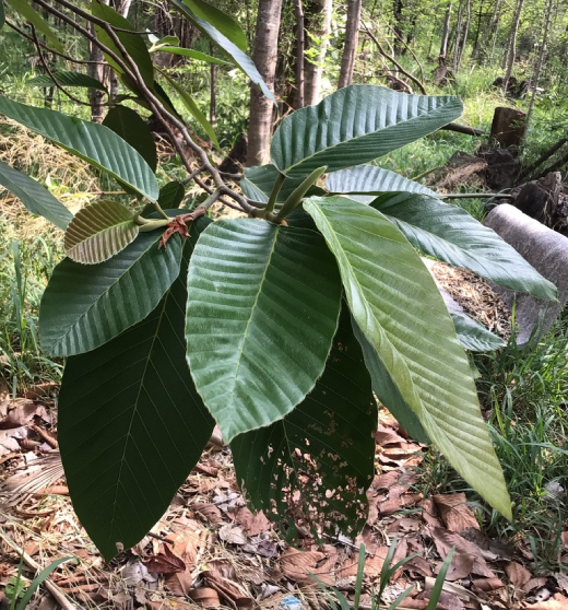 Dầu Rái Trắng 2