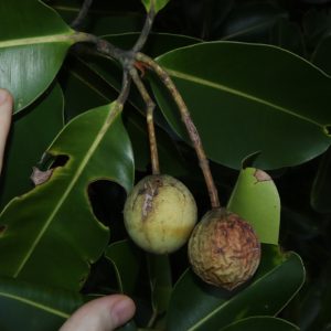 Cây giống mù u (đồng hồ)