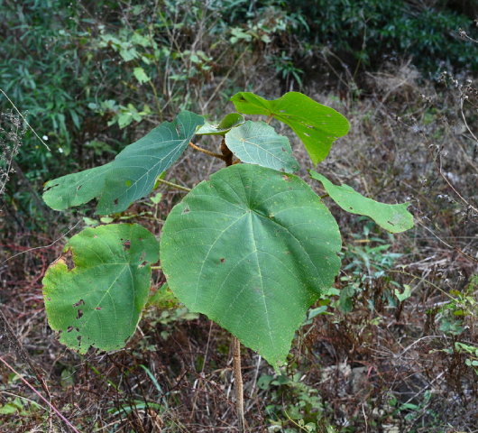 Bùng Bục 1