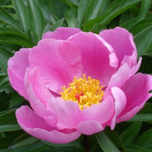 Cây bạch thược (thược dược Trung Quốc)