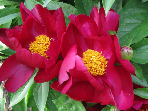 Paeonia 'lights Out', 1995
