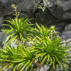Cây giáng ông (huyết giác)