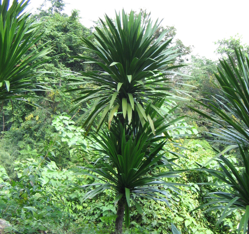 Giáng ông 1