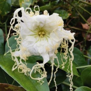 Cây mỡ lợn (đài hái, dây hái)