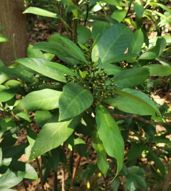 Lấu 1
