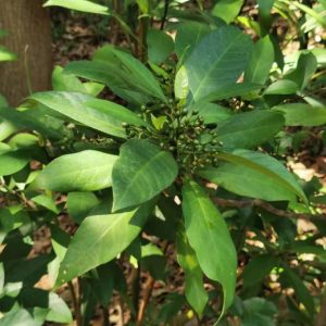 Cây lấu (lá lấu)