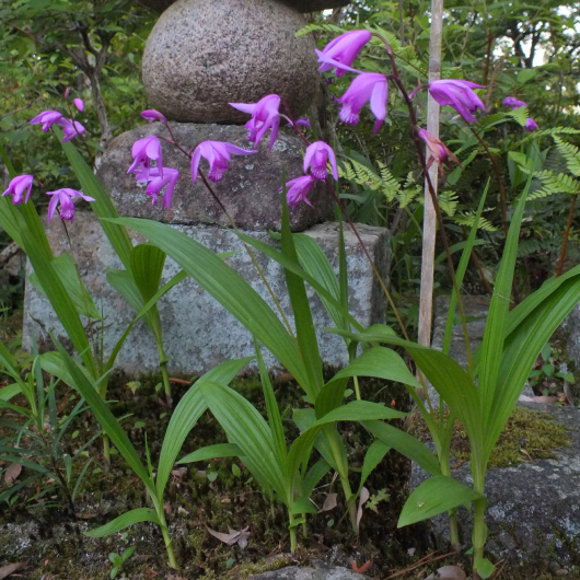 Bạch Cập 1