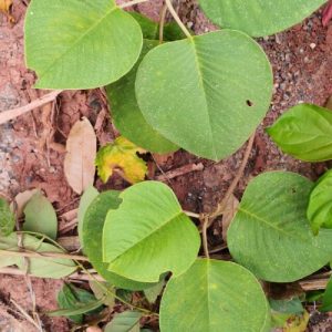Cây bạc thau (bạch hạc đằng)