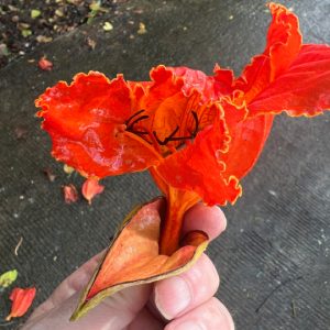 Cây sò đo cam (hoa chuông đỏ)