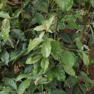 Cây giống nhót