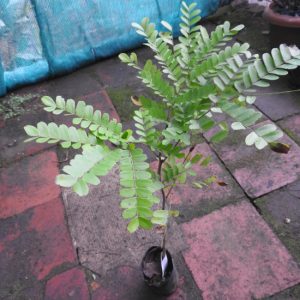 Cây giống tô mộc