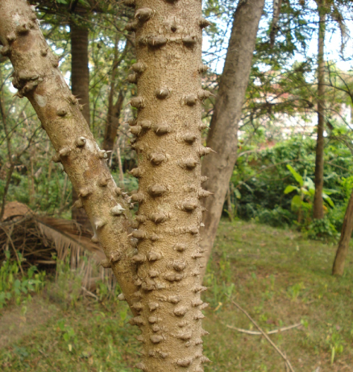 Tô Mộc 1