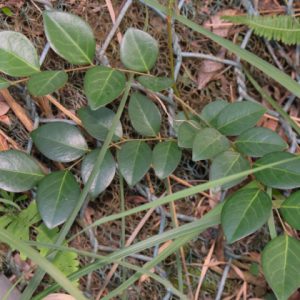 Cây bồ cu vẽ