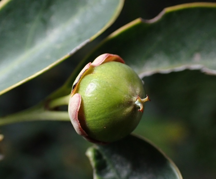 Bồ Cu Vẽ 4
