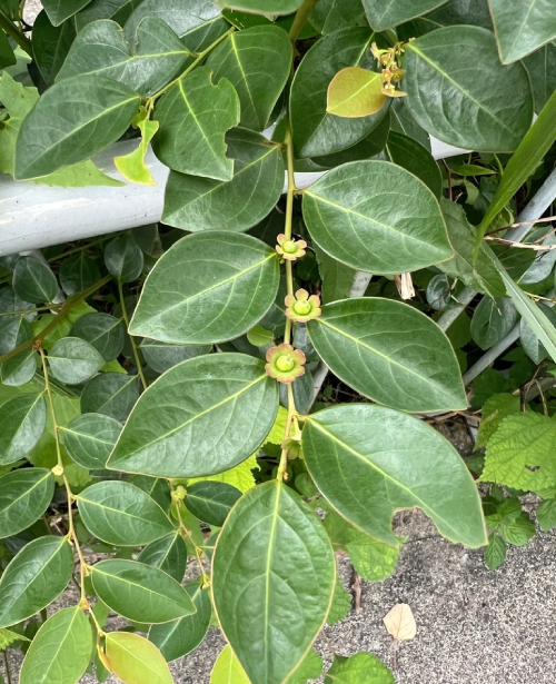 Bồ Cu Vẽ 2