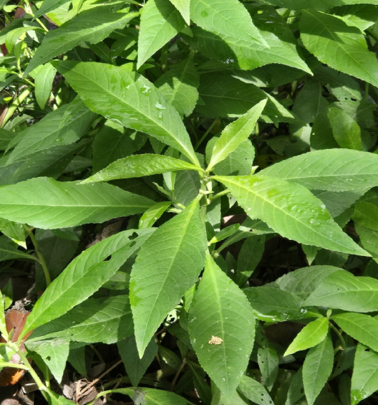 Cỏ Lá Xoài 3