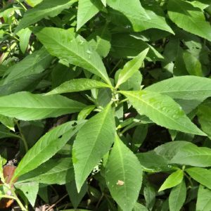 Cây cỏ lá xoài